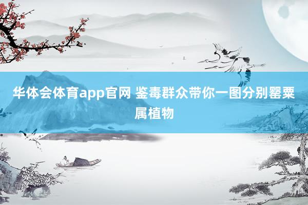 华体会体育app官网 鉴毒群众带你一图分别罂粟属植物