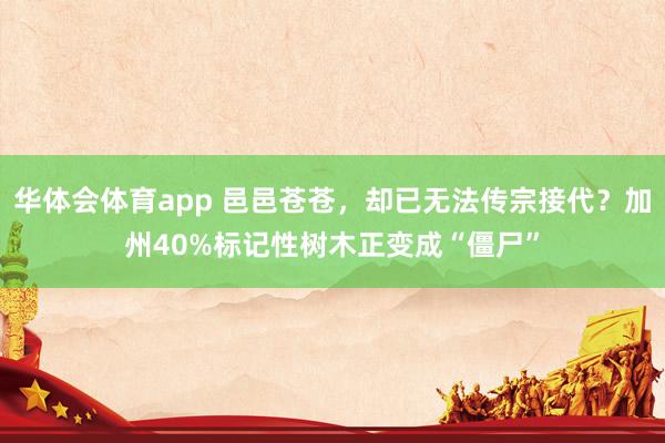 华体会体育app 邑邑苍苍，却已无法传宗接代？加州40%标记性树木正变成“僵尸”