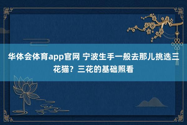 华体会体育app官网 宁波生手一般去那儿挑选三花猫？三花的基础照看