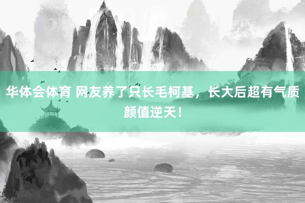 华体会体育 网友养了只长毛柯基，长大后超有气质颜值逆天！