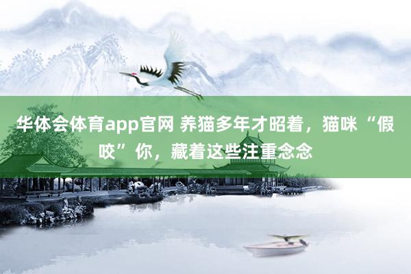 华体会体育app官网 养猫多年才昭着，猫咪 “假咬” 你，藏着这些注重念念
