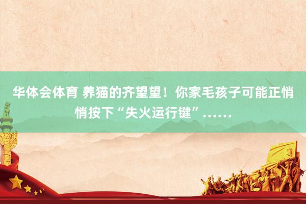 华体会体育 养猫的齐望望！你家毛孩子可能正悄悄按下“失火运行键”……