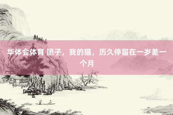 华体会体育 团子，我的猫，历久停留在一岁差一个月